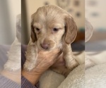 Puppy Buttercup Dachshund