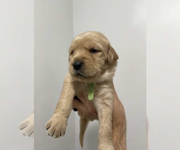 Medium Photo #11 Golden Retriever Puppy For Sale in DAWSON, TX, USA