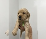 Small Photo #11 Golden Retriever Puppy For Sale in DAWSON, TX, USA