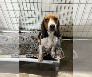 Beagle Dogs for adoption in Foristell, MO, USA