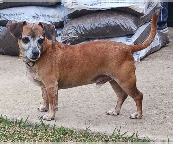 Medium Photo #6 Dachshund Puppy For Sale in Carrollton, TX, USA