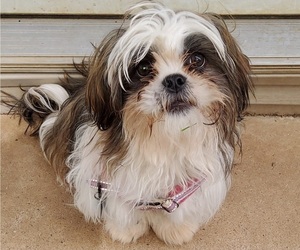 Medium Shih Tzu