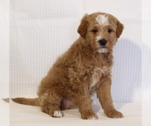 Goldendoodle (Miniature) Puppy for sale in FREDERICKSBURG, OH, USA