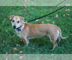 Small #5 Dachshund Mix