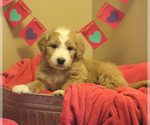 Small Photo #3 Goldendoodle Puppy For Sale in FREDERICKSBRG, PA, USA