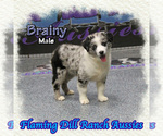 Image preview for Ad Listing. Nickname: Brainy