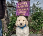 Small #5 Goldendoodle