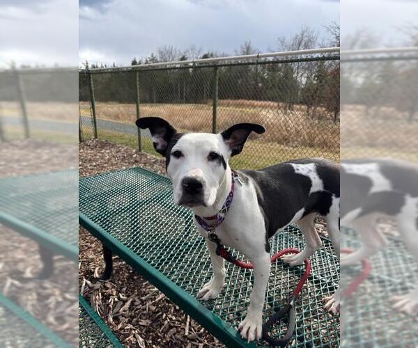 Medium Photo #1 Mutt Puppy For Sale in Waterford, VA, USA