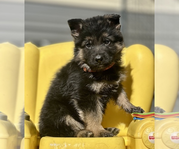Medium Photo #4 German Shepherd Dog Puppy For Sale in FORT WHITE, FL, USA