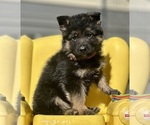 Small #3 German Shepherd Dog