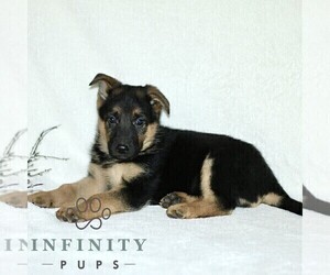 German Shepherd Dog Puppy for sale in PARADISE, PA, USA