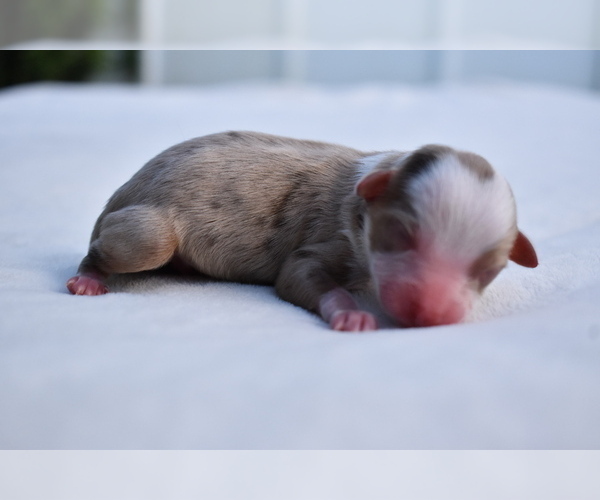 Medium Photo #1 Miniature Australian Shepherd Puppy For Sale in PALM COAST, FL, USA