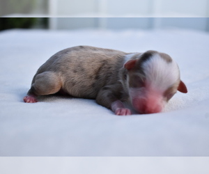Miniature Australian Shepherd Puppy for sale in PALM COAST, FL, USA