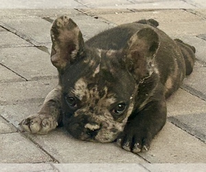 French Bulldog Puppy for sale in TEMPLETON, CA, USA