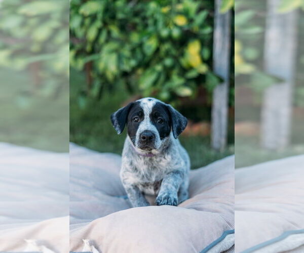 Medium Photo #1 Labrador Retriever-Unknown Mix Puppy For Sale in Dana Point, CA, USA