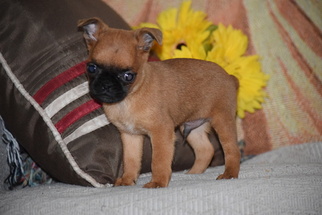 Brussels Griffon Puppy for sale in FREDERICKSBURG, OH, USA