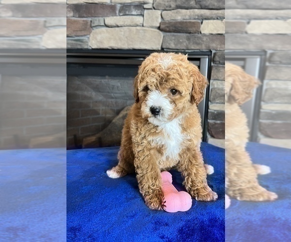 Medium Photo #7 Goldendoodle (Miniature) Puppy For Sale in NOBLESVILLE, IN, USA