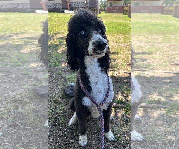 Medium Photo #4 Labradoodle Puppy For Sale in Pacolet, SC, USA