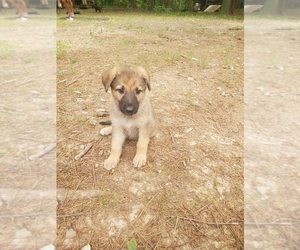 Malinois Puppy for sale in PRIMM SPRINGS, TN, USA