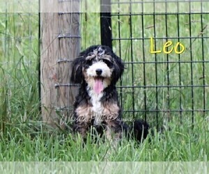 Father of the Bernedoodle (Miniature)-Cavapoo (Miniature) Mix puppies born on 01/14/2026