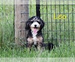 Small Photo #1 Bernedoodle (Miniature)-Cavapoo (Miniature) Mix Puppy For Sale in DENVER, PA, USA