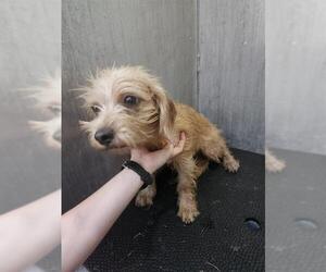 Mutt Dogs for adoption in San Antonio, TX, USA