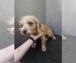 CHEWY - Male Mutt Dog for Adoption - Small photo