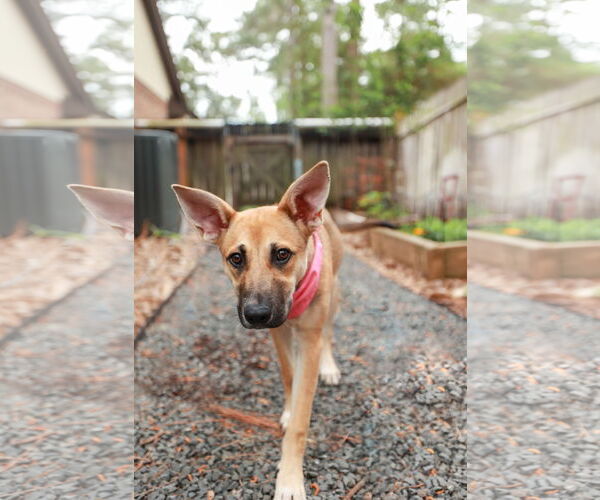 Medium Photo #6 Mutt Puppy For Sale in The Woodlands, TX, USA
