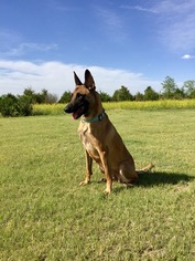 Mother of the Belgian Malinois puppies born on 07/16/2017