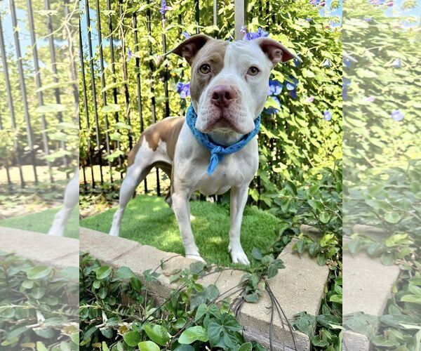 Medium Photo #7 American Pit Bull Terrier-Unknown Mix Puppy For Sale in Redlands, CA, USA