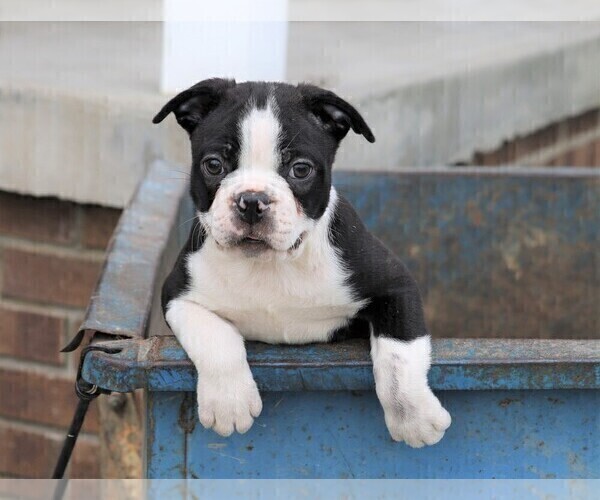 View Ad Boston Terrier Puppy for Sale near Ohio