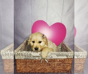 Golden Retriever Puppy for sale in GOSHEN, IN, USA