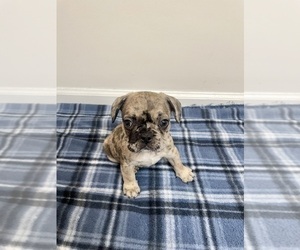 French Bulldog Puppy for sale in CHARLESTON, SC, USA