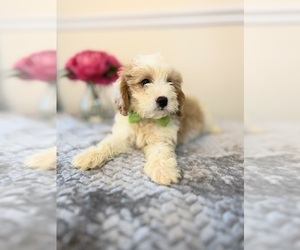 Cavapoo Puppy for sale in APOPKA, FL, USA