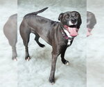 Small #1 Labrador Retriever Mix