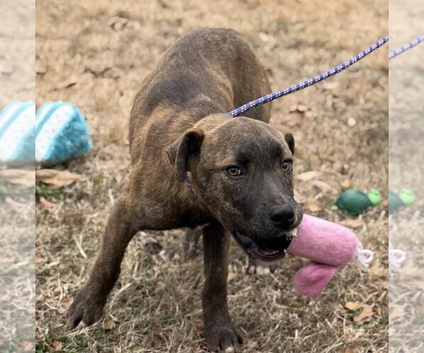 Medium Photo #3 Holland Shepherd-Unknown Mix Puppy For Sale in Yardley, PA, USA