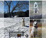 Small #5 German Shepherd Dog