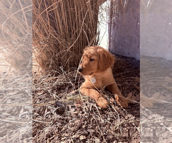 Medium Photo #7 Golden Retriever Puppy For Sale in MARSHFIELD, MO, USA