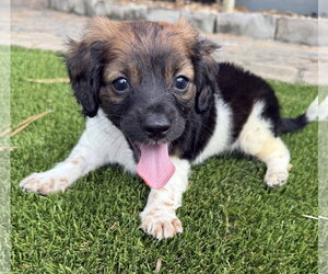 Dachshund-Unknown Mix Dogs for adoption in The Woodlands, TX, USA