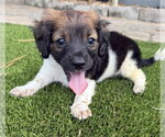 Pumpkin - Female Dachshund-Unknown Mix Dog for Adoption - Small photo