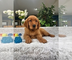 Golden Retriever Puppy for sale in GREENFIELD, IN, USA