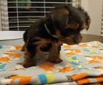 Small Photo #11 Yorkshire Terrier Puppy For Sale in LEXINGTON, GA, USA