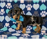 Small Photo #4 Dachshund Puppy For Sale in HONEY BROOK, PA, USA