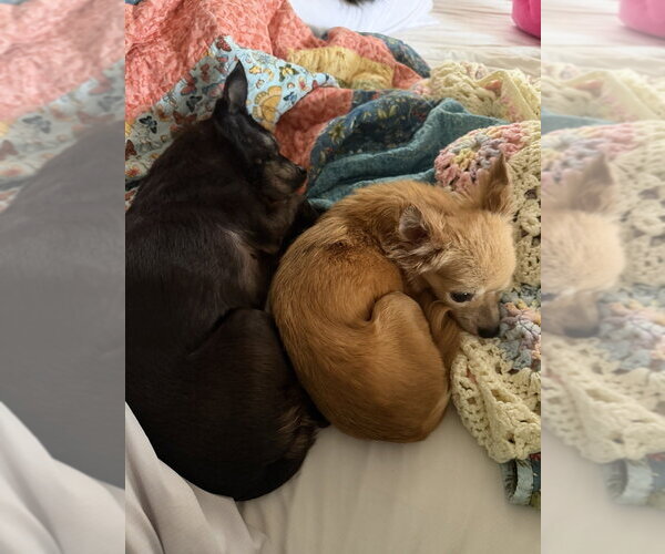 Medium Photo #3 Chihuahua-Unknown Mix Puppy For Sale in Mooresville, NC, USA