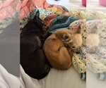 Small #2 Chihuahua Mix