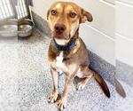 Small #2 German Shepherd Dog Mix