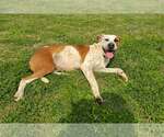 Small Photo #3 Mutt Puppy For Sale in Abbeville, LA, USA
