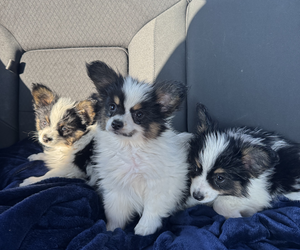 Papillon Puppy for sale in HUDSON, FL, USA