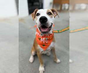 Lindy - Female Mutt Dog for Adoption - Photo #3