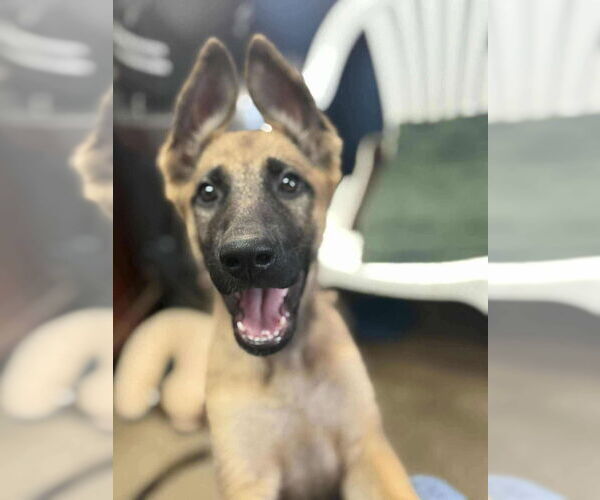 Medium Photo #1 Mutt Puppy For Sale in Imlay City, MI, USA